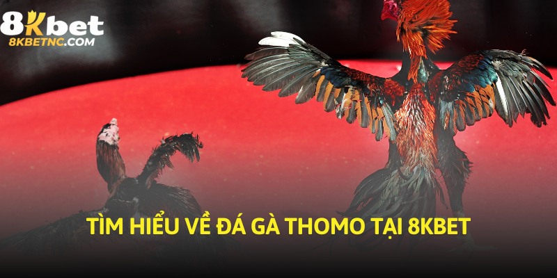 Tìm hiểu về đá gà Thomo tại 8KBET