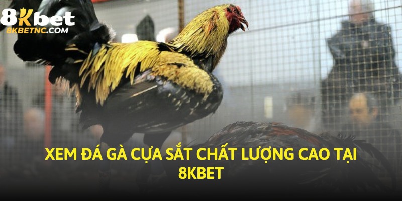 Xem đá gà cựa sắt chất lượng cao tại 8KBET